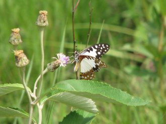 04 Papillon A Kpalime